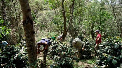 Single Origin Peru Decaf